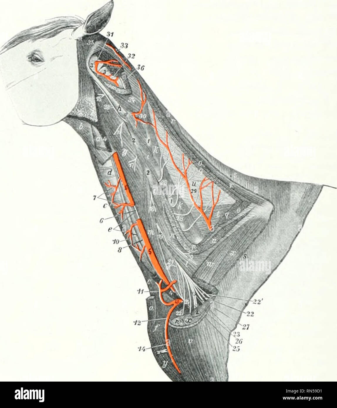 . Die Anatomie der Haustiere. Veterinär Anatomie. 638 Blut