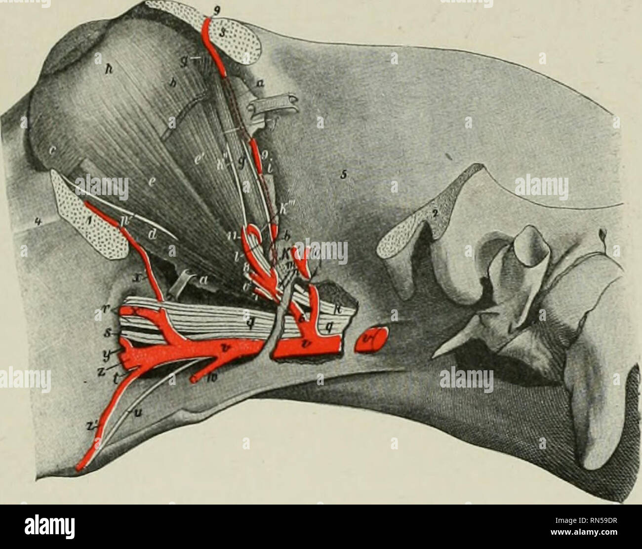 . Die Anatomie der Haustiere. Veterinär Anatomie. Die interne