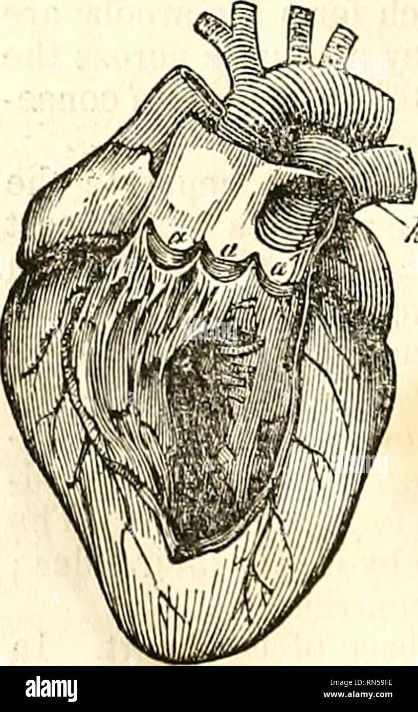 . Die Anatomie des menschlichen Körpers. Die menschliche Anatomie