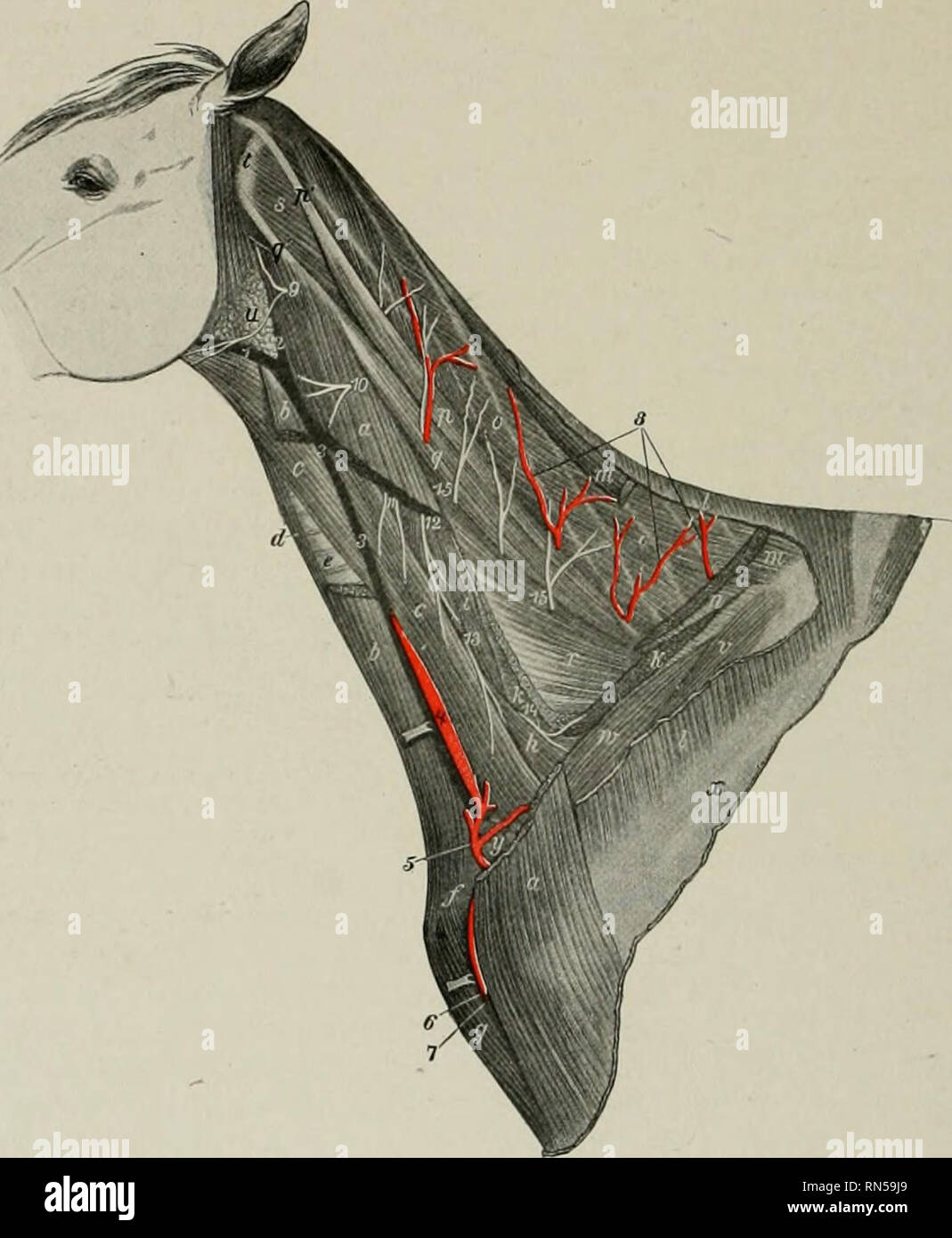 Anatomie Pferd Hals