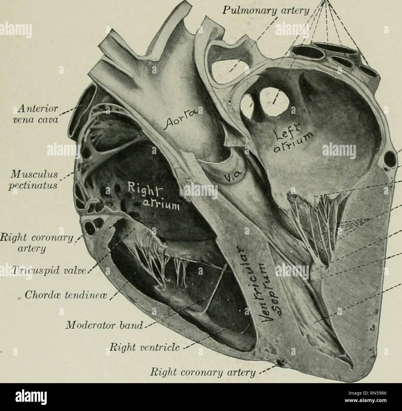 Die Anatomie Der Haustiere Veterinar Anatomie Der Rechte Ventrikel 623 Obwohl Ein Fossa Genannt Ist Es In Der Regel Einen Tiefen Aber Schmale Divertikel In Das Pferd Der Interatrialen Septums Ist