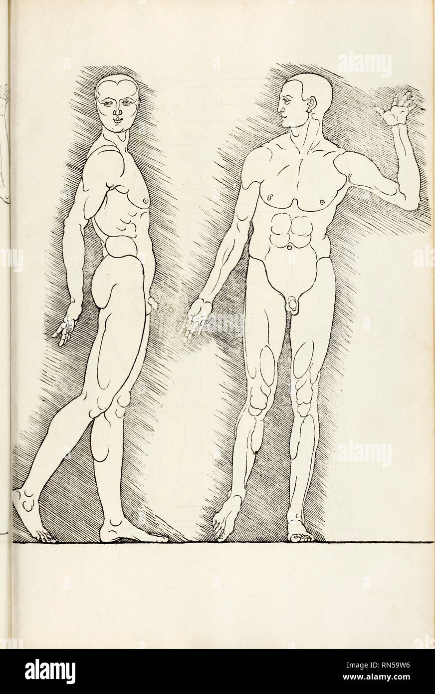 Anatomische Holzschnitt aus "Hierinn Sindh begriffen Vier Bücher von menschlicher Proportion' von Albrecht Dürer (1471-1528) eine Arbeit über den Anteil des menschlichen Körpers, die erstmals in 1528 veröffentlicht. Stockfoto