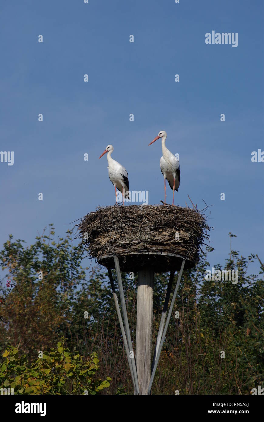 Zwei Störche im Nest Stockfoto