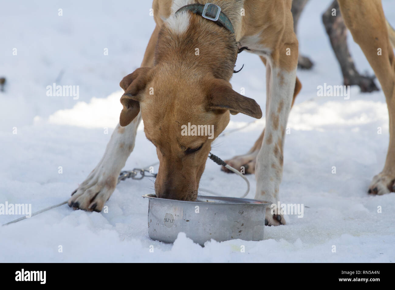 Alaskan Husky @ Schlittenhunderennen, Tschechische Republik Stockfoto