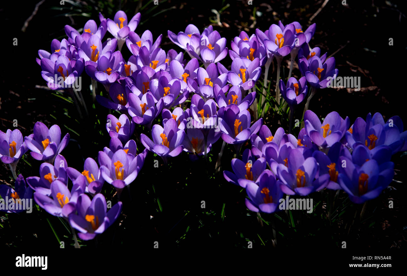 Crocus wächst auf dem Rücken in Cambridge, England, UK. 14 Feb 2019 Crocus ist eine Gattung von Blütenpflanzen in der iris Familie bestehend aus 90 Arten von Pro Stockfoto