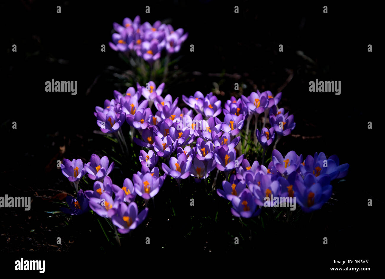 Crocus wächst auf dem Rücken in Cambridge, England, UK. 14 Feb 2019 Crocus ist eine Gattung von Blütenpflanzen in der iris Familie bestehend aus 90 Arten von Pro Stockfoto