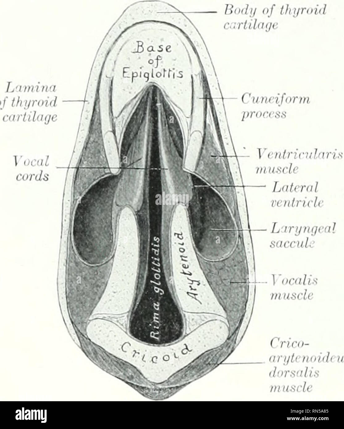 Die Anatomie der Haustiere. Veterinär Anatomie. 5 iJ ATMUNGSORGANE DES  PFERDES Das Vestibül des Kehlkopfs (Vestibulum IarJ^ lgis) ist der Teil des  Hohlraums wliich cxtonds von der Wurzelspitze auf die Stimmbänder.