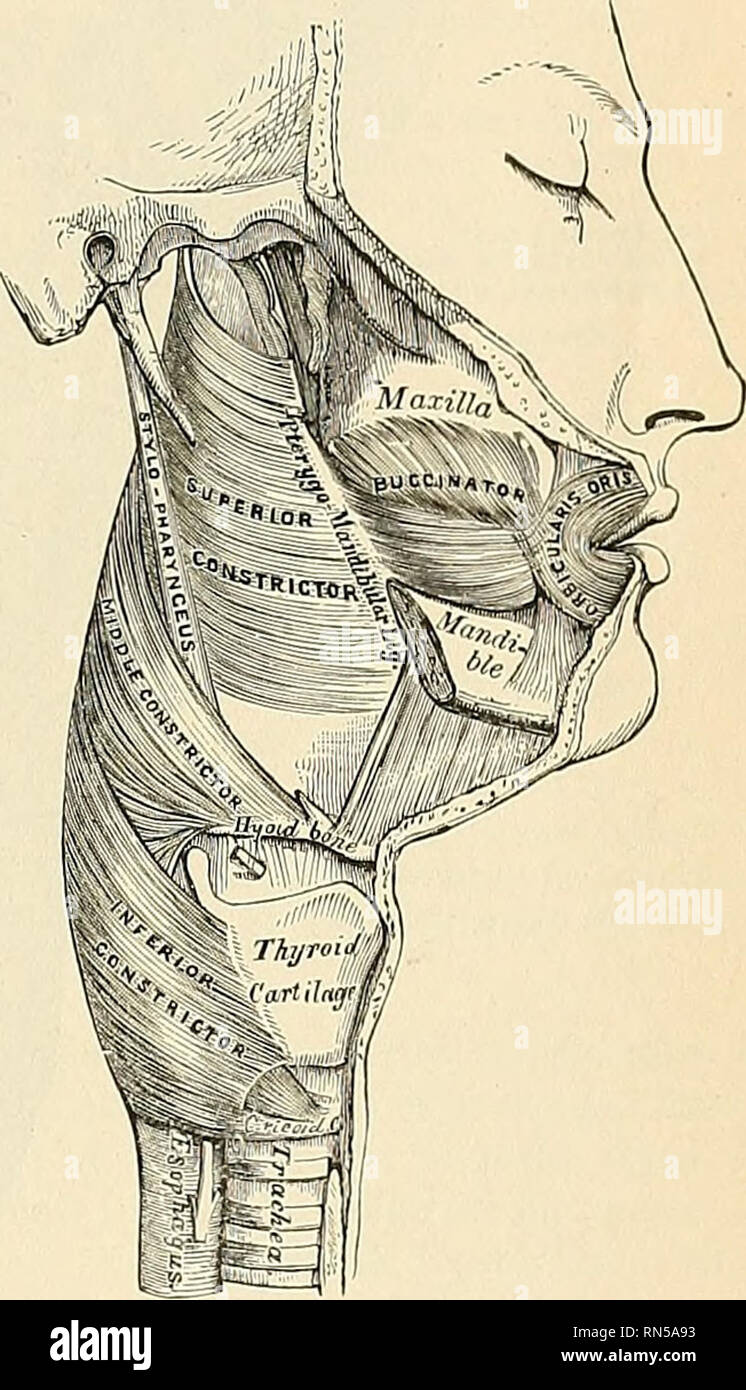 . Anatomie, beschreibende und angewendet werden. Anatomie. Der PHARYNGEALEN REGION 395 der Mitte constrictor constrictor pharyngis (in. medius) ist eine flache, fächerförmige Muskeln, kleiner ist als die vorhergehende. Es entsteht durch die ganze Länge ol die obere Grenze der größeren cornu Der zungenbein, von der weniger Cornu, und aus dem stylohyoid Ligament. Die Fasern, die von ihrer Herkunft auseinander, die unteren Absteigend unter dem minderwertigen Constrictor, der mittlere Fasern, die trans-versely, und der oberen Fasern aufsteigend und Überschneidung der Superior constrictor. Der Muskel wird in der Posterioren med eingefügt Stockfoto