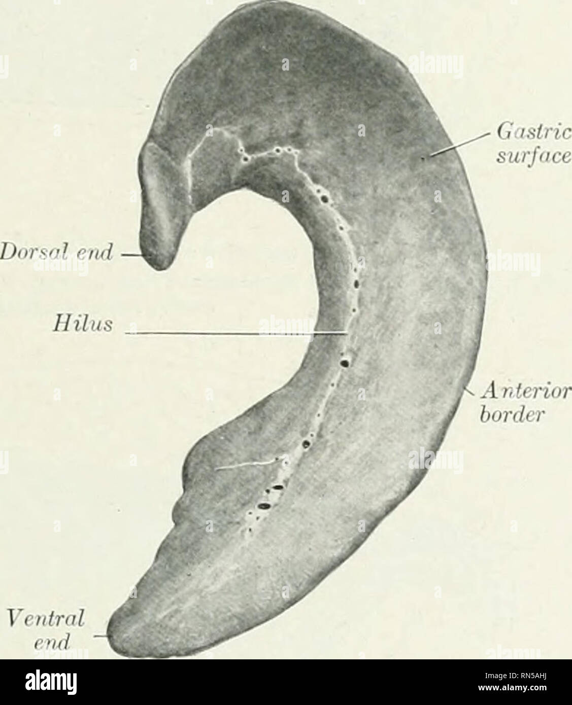 . Die Anatomie der Haustiere. Veterinär Anatomie. Oberfläche Ventralen eiid. Ventrale ende FiQ. 448.-Sp ViSCEHAI. SHRFA Abb. 447.- Milz von Hund; parietalen Oberfläche. Abb. 447 wird von Themen, in denen der Magen w, ^s, v Während die Orgel in der Abb. gezeigt. 448 wurde in situ fixiert, wenn der Magen etwas Nahrung enthalten. Die seitliche sind gut entwickelt, aber die linke seitliche und falciform sind klein; ein Band reicht von "spigelschen Prozess auf der rechten Niere. Die bauchspeicheldrüse Die Bauchspeicheldrüse ist V-förmig, bestehend aus zwei lange schmale Zweigniederlassungen, die in einem spitzen Winkel hinter dem pylorus erfüllen. Der rechte Ast e Stockfoto