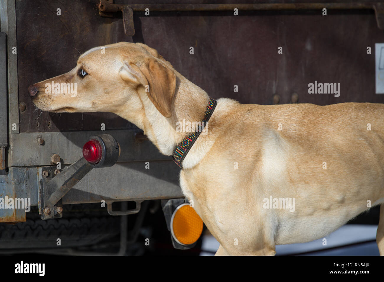 Alaskan Husky @ Schlittenhunderennen, Tschechische Republik Stockfoto