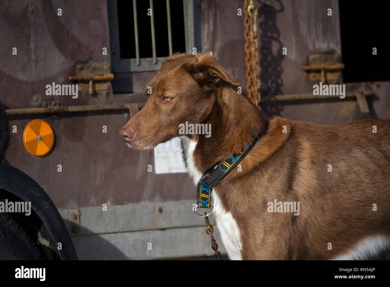 Alaskan Husky @ Schlittenhunderennen, Tschechische Republik Stockfoto