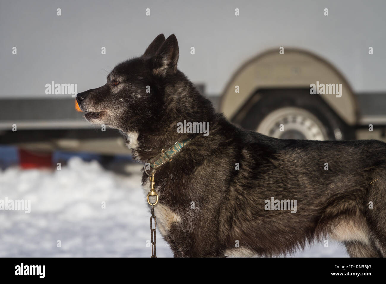 Siberian Husky vor einem Schlittenhunderennen, Tschechische Republik Stockfoto