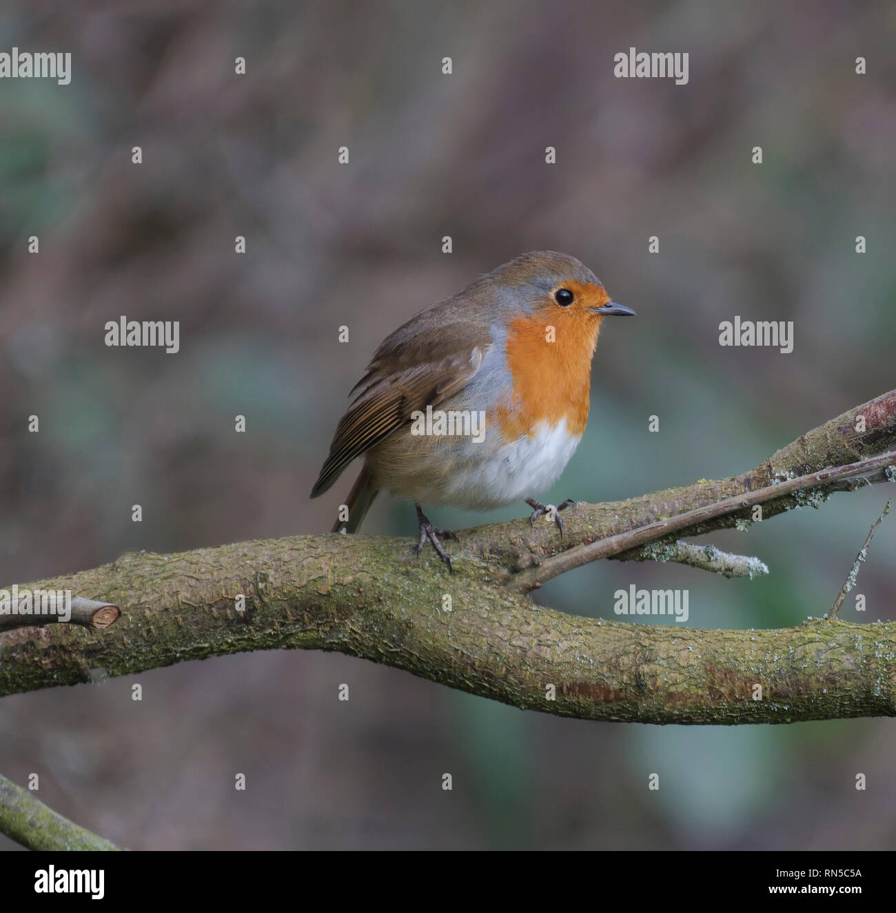 Rotkehlchen, Erithacus rubecula, Stockfoto
