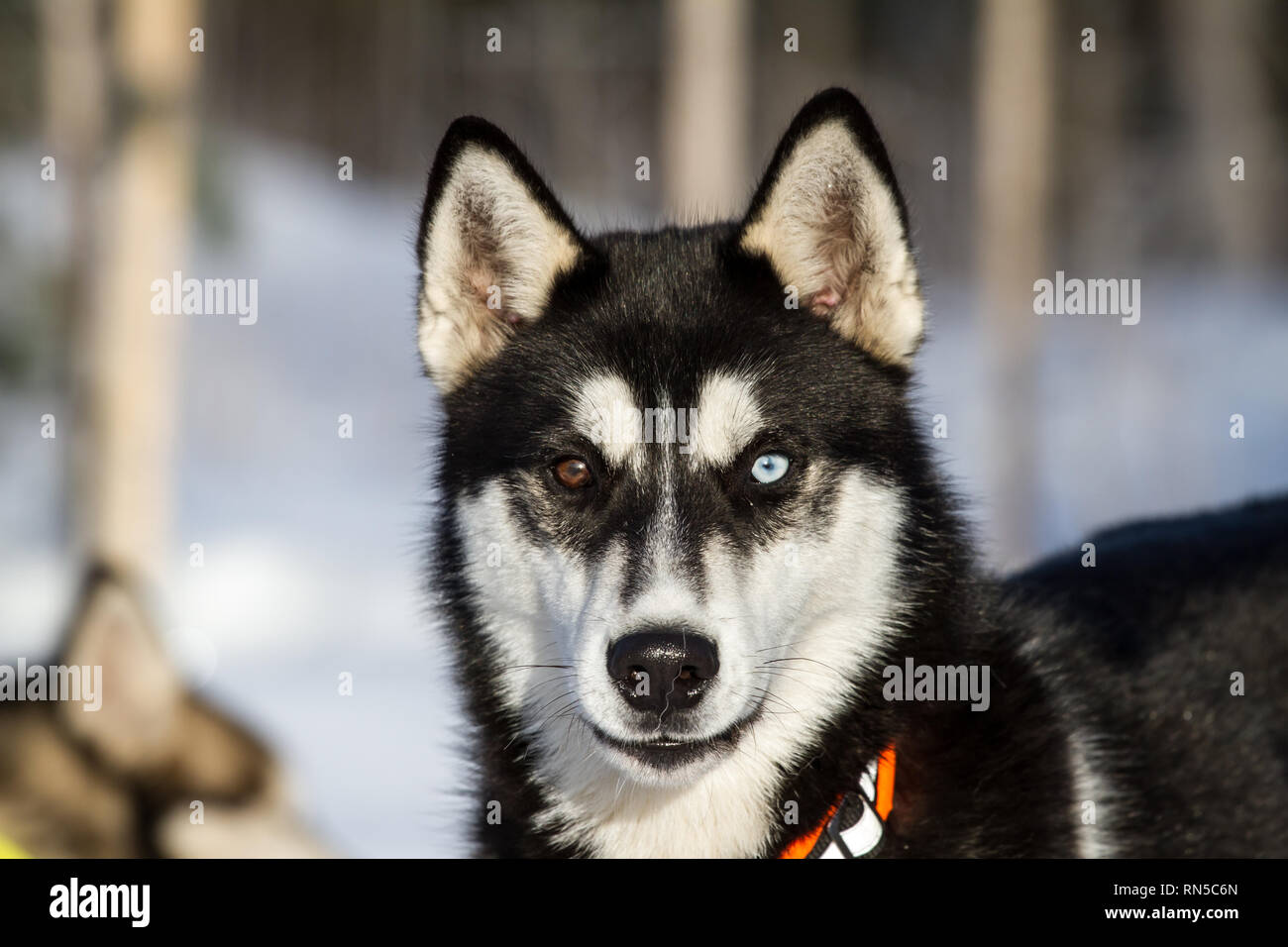 Siberian Husky vor einem Schlittenhunderennen, Tschechische Republik Stockfoto