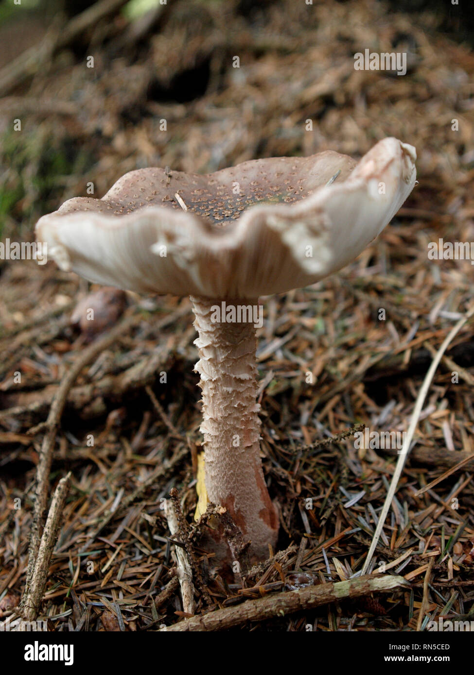Amanita rubescens, blusher Pilz, Pilze, Großbritannien Stockfoto