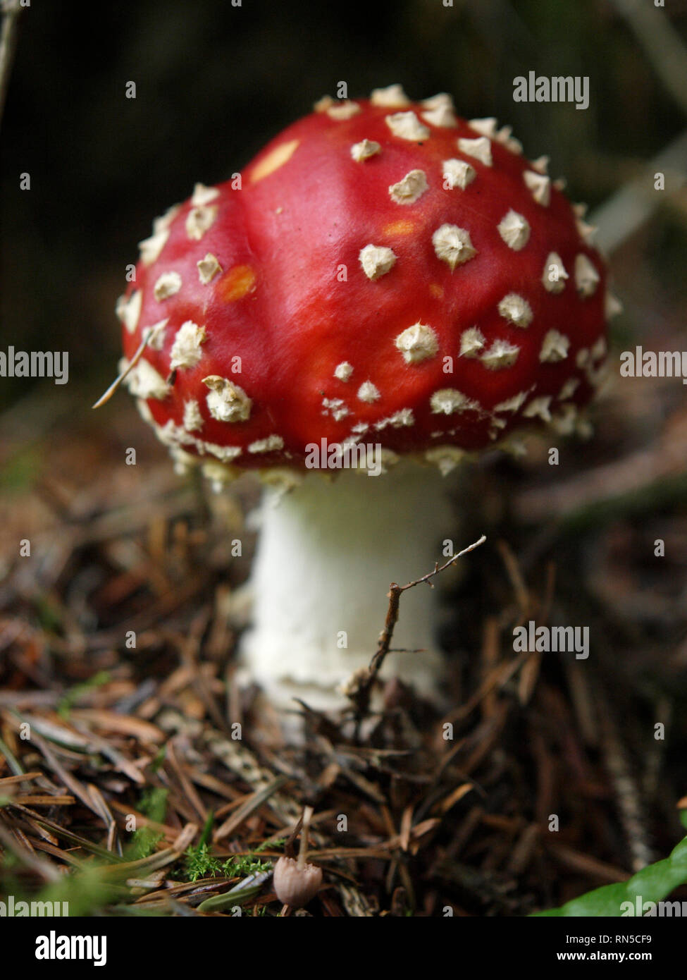 Fly agaric, amanita Fliegen, Amanita muscaria, Amanitaceae, Pilze, Großbritannien Stockfoto