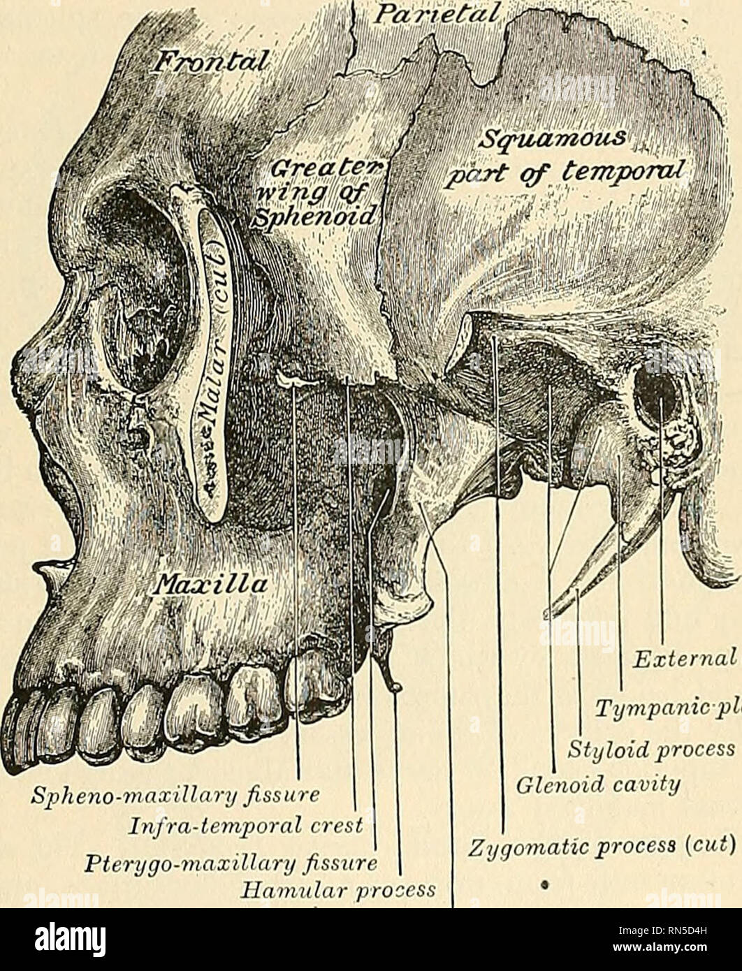 . Anatomie, beschreibende und angewendet werden. Anatomie. Der Schädel