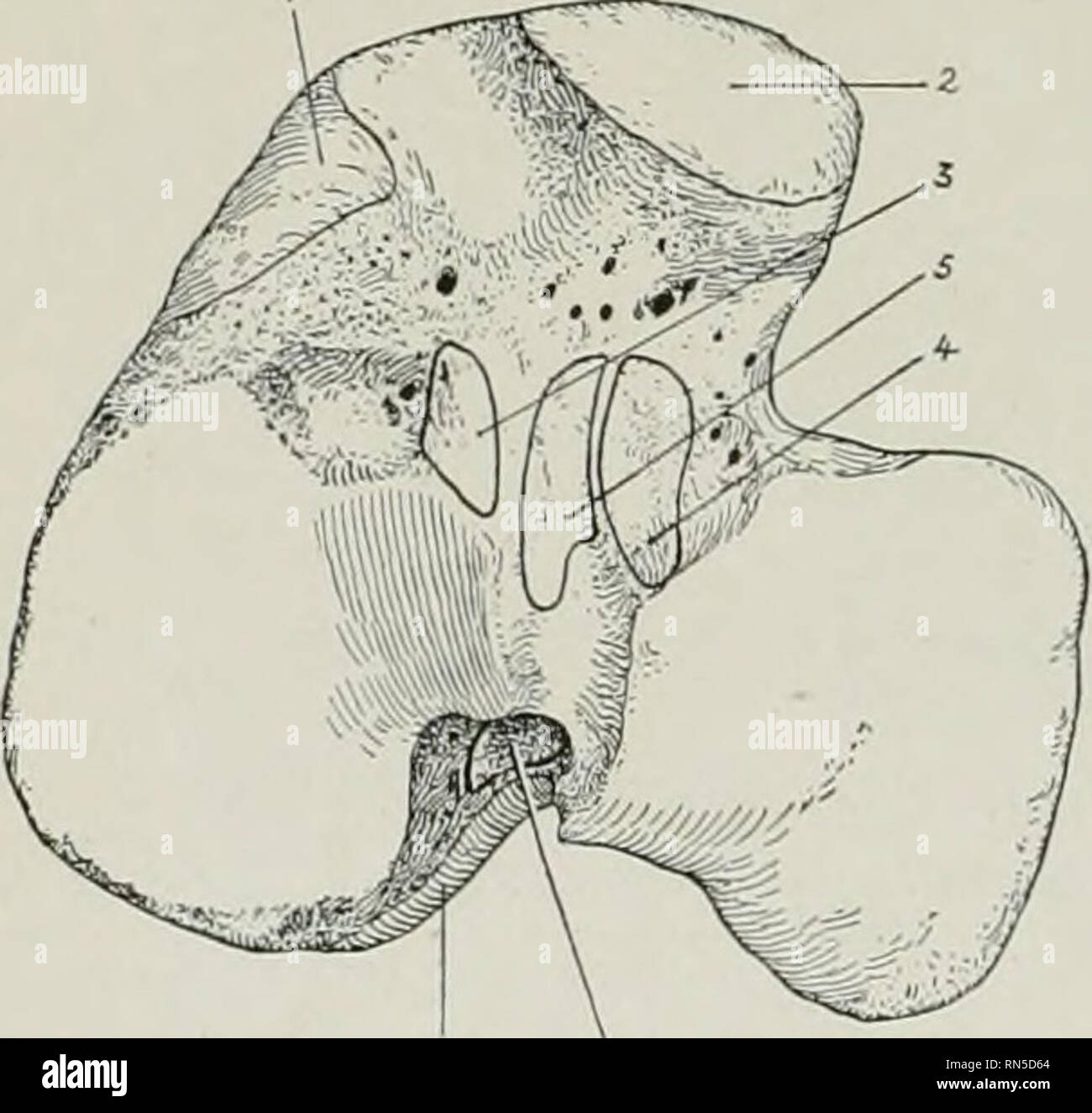 . Die Anatomie der Haustiere. Veterinär Anatomie. Medialen Meniskus Abb. 250.- proximalen Ende des rechten Schienbeins mit Menisken, etc.. 1, 2, vorderen und hinteren Kreuzbänder: 3, posterior Ligament der medialen Meniskus; 4, femoral Kreuzband der seitlichen Meniskus; 5, 5', anterior Bänder der Menisken; 6, Groove für popliteus Sehne; 7, Wirbelsäule von Tibia; 8, 9, medialen und lateralen, dabei ist das schienbein Bänder. Es deckt die Sehne des Ursprungs der popliteus Muskel, Bursa zwischen den beiden zwischengeschaltet werden; ein weiteres Bursa vorhanden ist zwischen dem unteren Teil der Bänder und die Marge des lateralen C Stockfoto