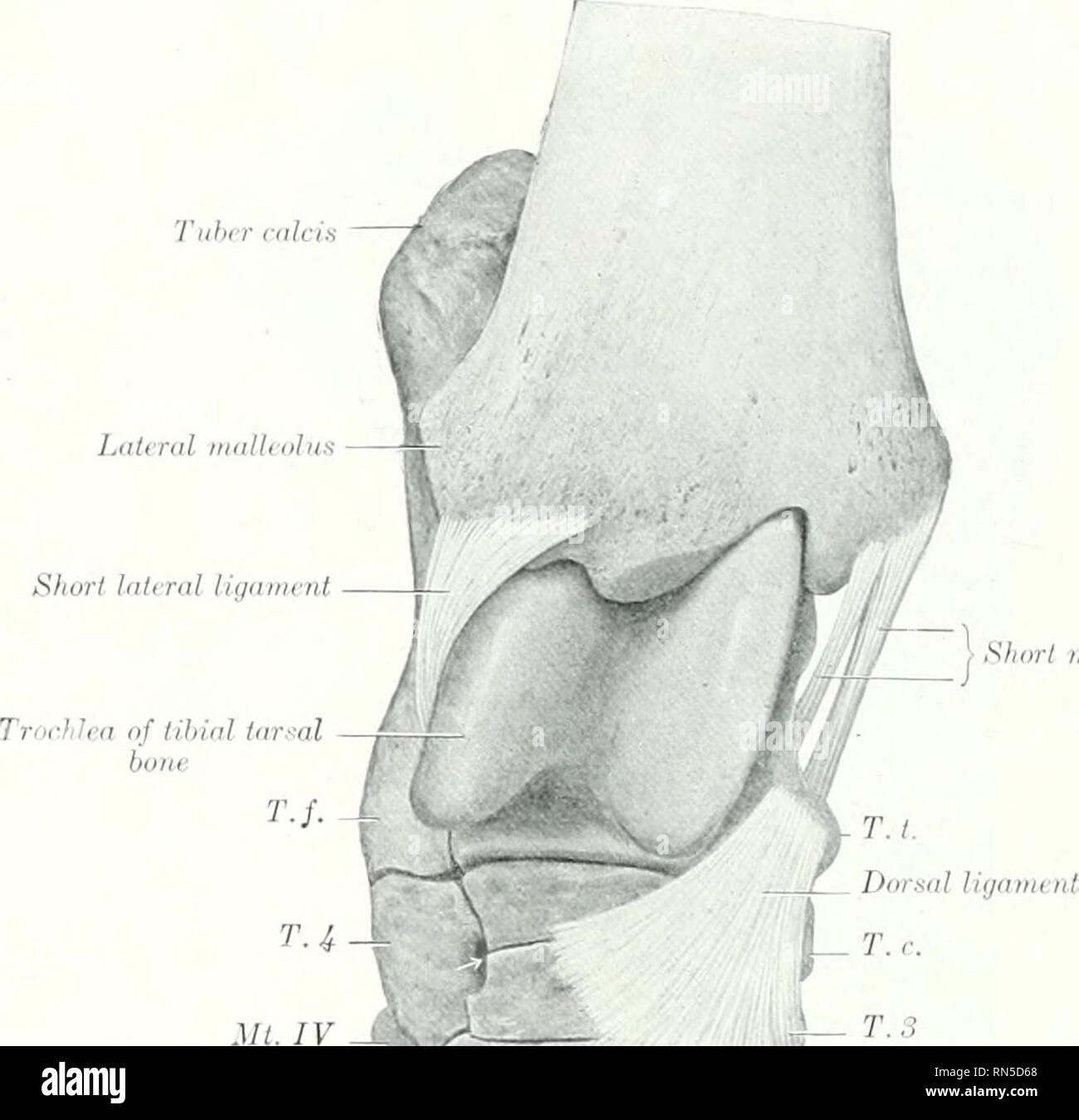 . Die Anatomie der Haustiere. Veterinär Anatomie. 242 die Gelenke des ...