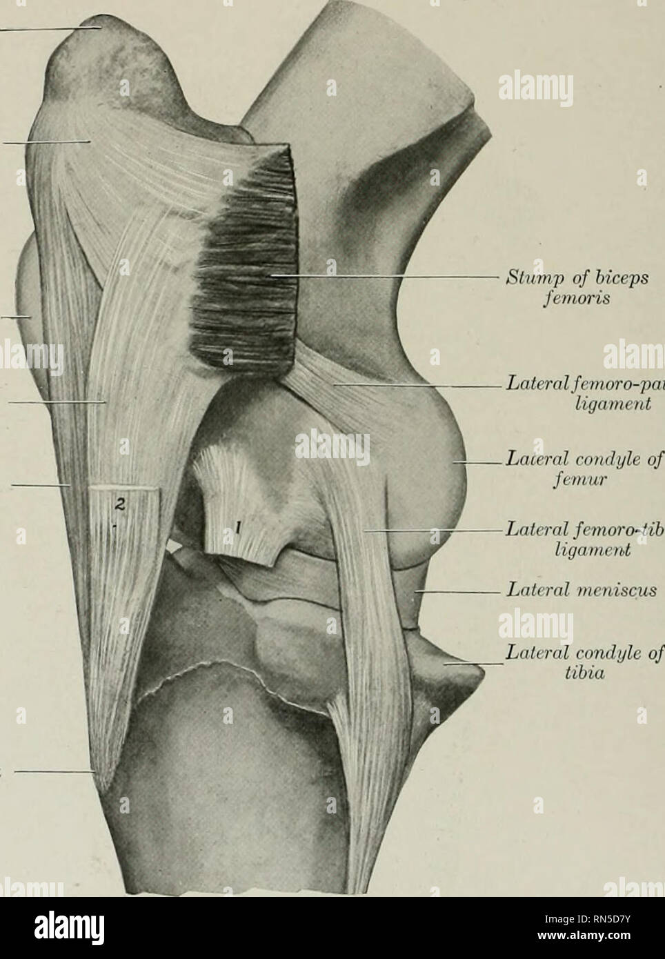 . Die Anatomie der Haustiere. Veterinär Anatomie. 236 DIE GELENKE DES PFERDES Die seitlichen Meniskus nicht die seitlichen und hinteren Teil des Nervus tibialis con Abdeckung - dyle, über die die Sehne des Ursprungs der popliteus Muskel spielt. Die peripheren Grenze ist dick und konvex, das Zentrale sehr dünn und konkav. Die faserige Enden oder Bänder sind zum schienbein vor und hinter dem Rücken befestigt. Die seitlichen Meniskus hat eine dritte Anlage mittels eines schrägen Band (Ligamentum femorale menisci lateralis), die von der hinteren Ende geht auf den hinteren Teil des in Stockfoto