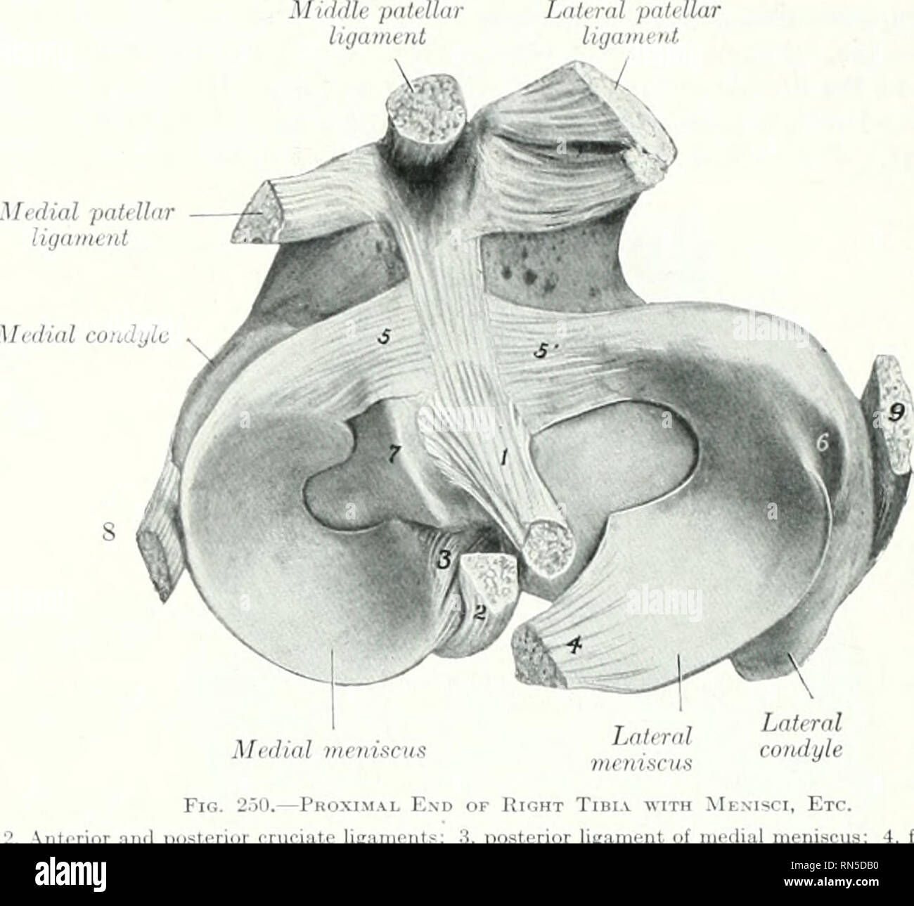 . Die Anatomie der Haustiere. Veterinär Anatomie. 238 DIE GELENKE DES PFERDES Die seitliche Ligament (Lig. collaterale fibularc) ist etwas dicker; es ergibt sich aus der u]) ixT (Icpressioii auf dem seitlichen epicondyle, und endet auf der Leiter der Fibel. Mitte patclhi liijamud. Mf 'dial incniacKS Abb. 2.) n.-Si&gt; r und posterior cruciate lig; seitlichen Meniskus: 5, 5', anterior Bänder und seitliche, dabei ist das schienbein Bänder. Ant&lt; Ende des rechten Schienbeins w3, posterior Ligament von l; i, Groove für poplite SCI, etc. edial Meniskus; 4, femoral Kreuzband der Sehne; 7, Wirbelsäule von Tibia Stockfoto