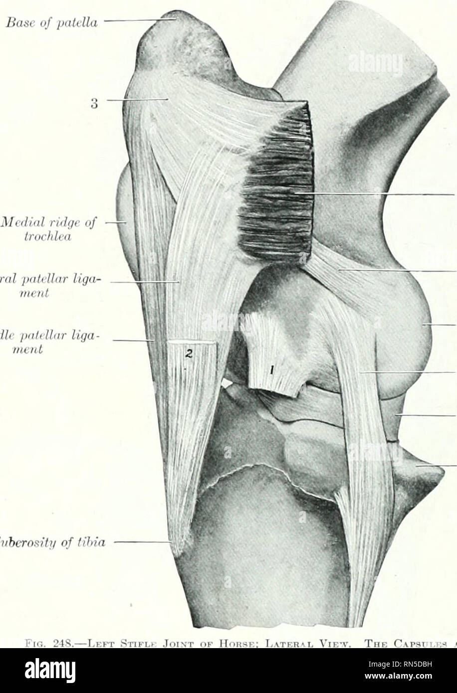 . Die Anatomie der Haustiere. Veterinär Anatomie. 236 DIE GELENKE OK DAS PFERD die seitlichen Meniskus nicht die seitlichen und hinteren Teil des Nervus tibialis Con-dyle, über die die Sehne des Ursprungs der pojiliteus Muskel spielt. Die peripheren l) oriler dick ist und konvex, das Zentrale sehr dünn und konkav. Die faserige Enden oder Bänder sind zum schienbein vor befestigt und Ijehind der Wirbelsäule. Die seitlichen Meniskus hat eine dritte Anlage durch eine obliciue Band (Ligamentuin femorale menisci lateralis), die von der hinteren Ende geht auf den hinteren Teil der Stockfoto