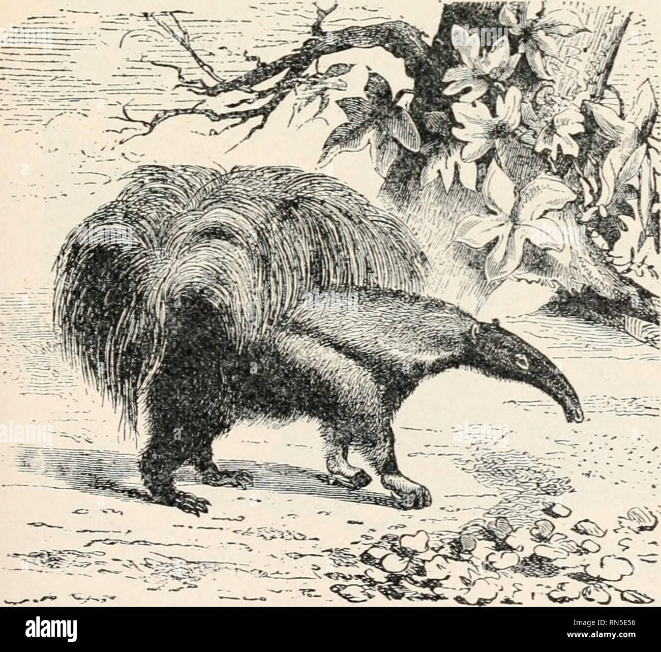 . Biologie der Tiere; Menschliche Biologie. Teile II &Amp; III der erste Kurs in der Biologie. Biologie. X. '' Bild. 363. - Trägheit von Südamerika. Ähnlich moss gibt oft seine Haare eine grüne Farbe. (Was?) Wie viele Zehen hat es? Wie werden Ihre Nägel auf dessen man geeignet - ner zu leben? Es Anstrengung sparen durch hängen von den Ästen der Bäume statt zu Fuß auf sich zu haben? Ausgehend von den Zahlen (363, 364, 365), sind die Mitglieder dieses Ordens besser für at-tack, aktiven Widerstand, passiver Widerstand, oder Verheimlichung bei Kämpfen mit anderen Tieren geeignet? Die Ant-eater Krallen (Abb. 364) auf Stockfoto