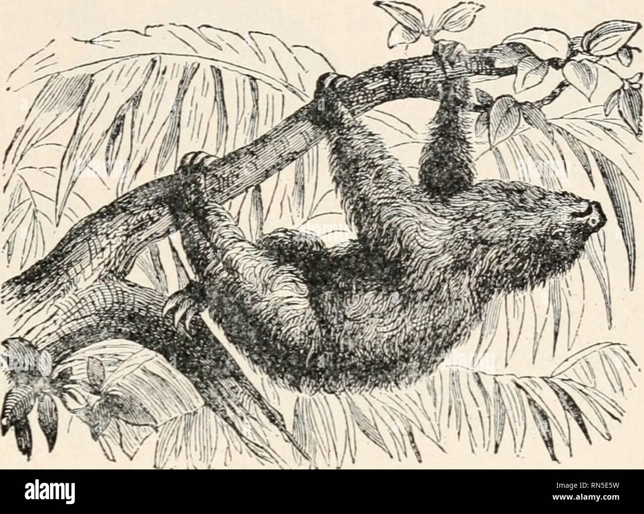 . Biologie der Tiere; Menschliche Biologie. Teile II &Amp; III der erste Kurs in der Biologie. Biologie. Säugetiere 199. X. '' Bild. 363. - Trägheit von Südamerika. Ähnlich moss gibt oft seine Haare eine grüne Farbe. (Was?) Wie viele Zehen hat es? Wie werden Ihre Nägel auf dessen man geeignet - ner zu leben? Es Anstrengung sparen durch hängen von den Ästen der Bäume statt zu Fuß auf sich zu haben? Ausgehend von den Zahlen (363, 364, 365), sind die Mitglieder dieses Ordens besser für at-tack, aktiven Widerstand, passiver Widerstand, oder Verheimlichung bei Kämpfen mit anderen Tieren geeignet? Die Ant-eater Krallen Stockfoto