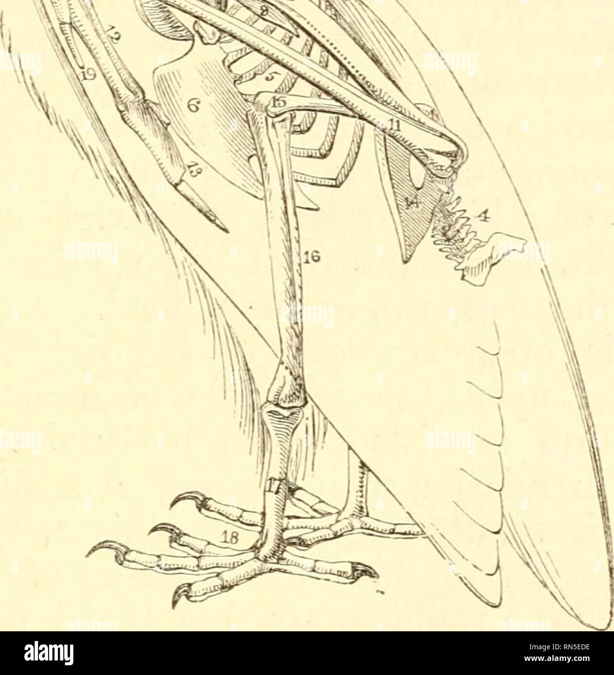 . Die tierische Erzeugung: Eine populäre Einführung in die Zoologie. Zoologie. Abb. 337.- skelktox der Geier. Hals verbogen in der Form des Buchstaben S, und somit im Verhältnis verlängert oder verkürzt, da die Kurven vermindert oder erhöht werden. Der Stamm eines Vogels ist ein bewundernswertes Stück Mechanismus, Kom - bining Elastizität und Festigkeit mit größter kom- patible Maß an Leichtigkeit. Er ist aber ein Murks Mechaniker, macht eine unnötige Verschwendung von Material. Der Triumph der Mechanismus ist die größtmögliche Festigkeit zumindest die Kosten für die sub-Haltung zu bekommen; und wer prüft die Brust eines Bib Stockfoto