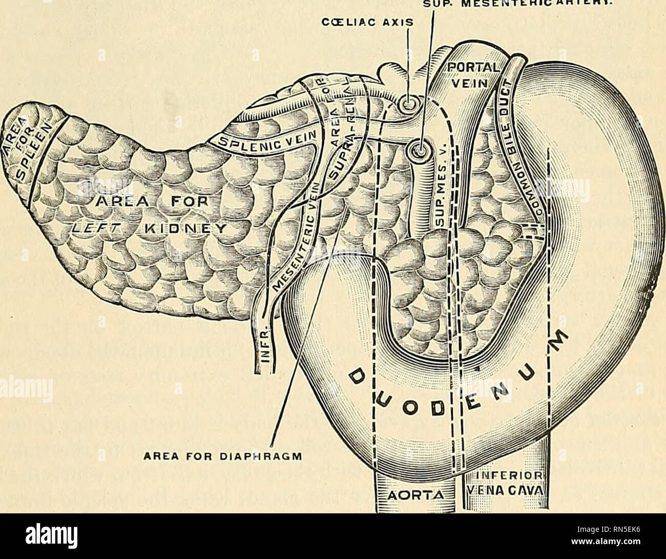 überlegene mesenterialvene Fotos und Bildmaterial in hoher Auflösung