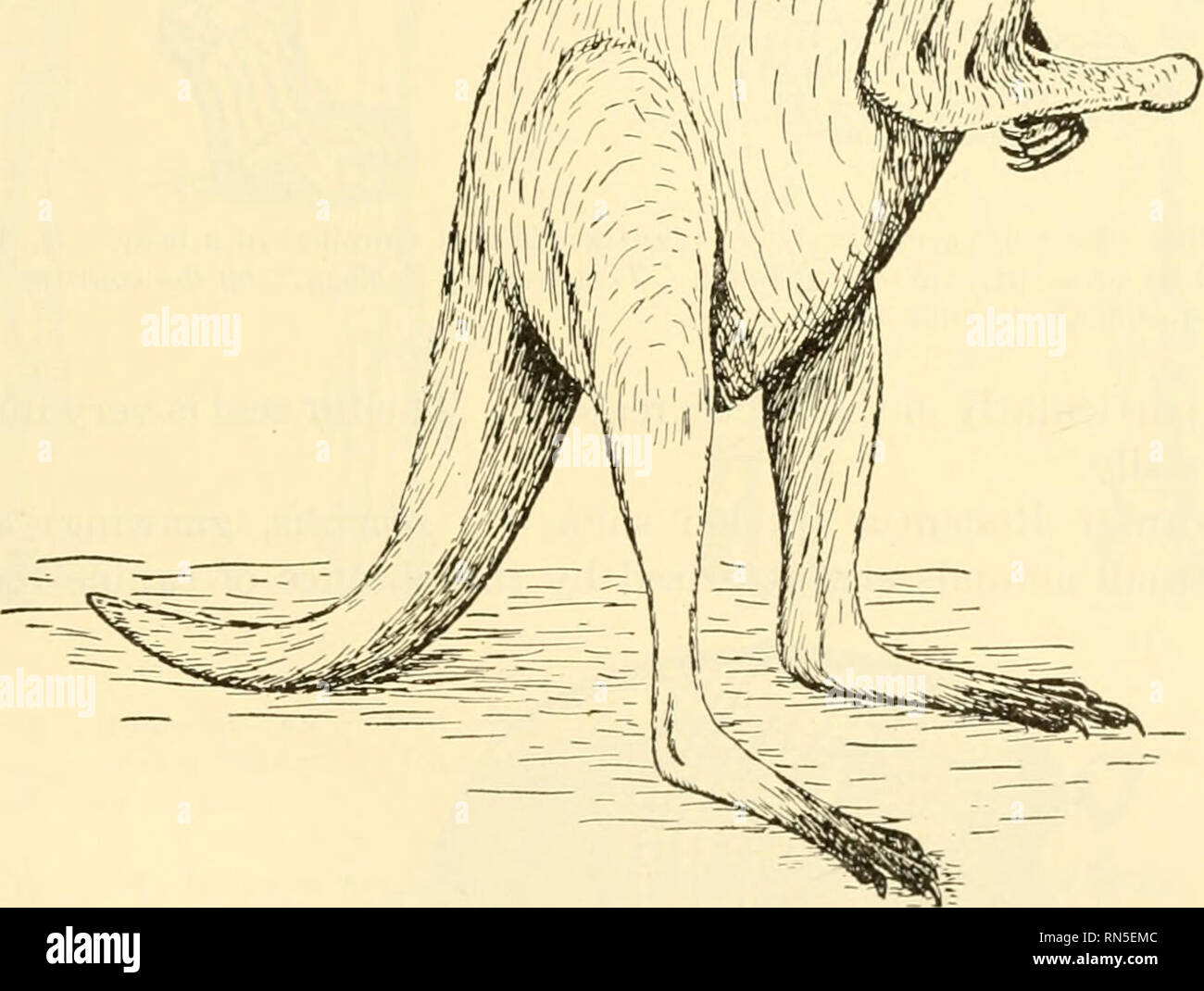 . Biologie der Tiere. Zoologie; Biologie. ''Ml tf m-', I'' 1 I^m^Ql. Abb. 282.- Ein australisches Beuteltier, das Rote Känguru. Macropvs rnfus (Desmarost). (Gezeichnet von Lydekkcr, "wilde Leben der Welt," Vol. II) erreicht eine Gesamtlänge von 9 Fuß. Carnivora (kar Elb'o Ra; L., carnivorus, Fleisch - Essen) sind fleischfressende Säugetiere im Allgemeinen durch ihre große Größe und räuberische Gewohnheiten und durch die Tatsache, dass ihre schneidezähne sind klein, während die Fangzähne hoch entwickelt sind und die Backenzähne sind einer Keulung Art gekennzeichnet. Dieser Auftrag ist in zwei große Unteraufträge aufgeteilt. Die erste, Fissipedia (fis Stockfoto