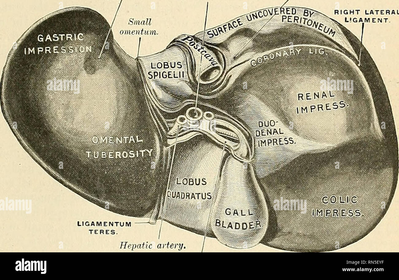 . Anatomie, beschreibende und angewendet werden. Anatomie. Die Leber ...