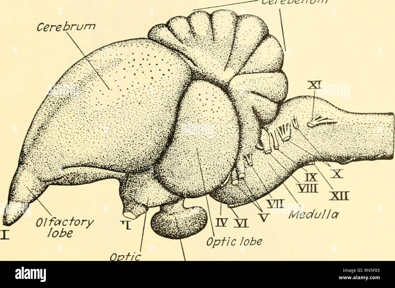 Biologie Der Tiere Zoologie Biologie Klasse Aves Unter Denen 395 Sie Sind Jedoch Nicht In Dem Masse In Den Vogeln Gesehen Entwickelt Die Nieren Haben Eine Reduzierte Nierenfunktion Portal System
