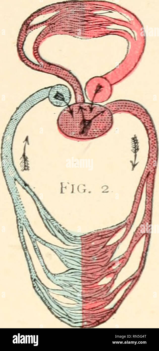 . Biologie der Tiere; Menschliche Biologie. Teile II &Amp; III der erste Kurs in der Biologie. Biologie. . Bitte beachten Sie, dass diese Bilder sind von der gescannten Seite Bilder, die digital für die Lesbarkeit verbessert haben mögen - Färbung und Aussehen dieser Abbildungen können nicht perfekt dem Original ähneln. extrahiert. Bailey, L. H. (Liberty Hyde), 1858-1954. New York, der Macmillan Co. Stockfoto