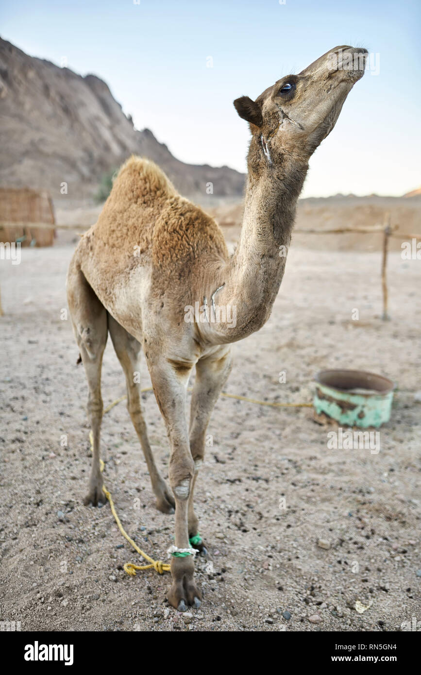 Schönen arabischen Kamel steht auf dem Boden im Freien Stockfoto