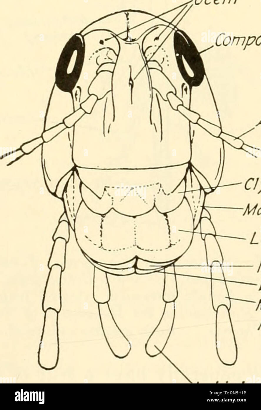 . Biologie der Tiere. Zoologie; Biologie. La brum Unterkiefer Oberkiefer Nr e: Y m Femur Atemlöcher Labium Schienbein? Tarsus Abb. 181.- Diagramm einer Heuschrecke mit Teilen des Körpers getrennt metameres und anderen Strukturen zu zeigen. Die Abdominal- metameres in reman Ziffern nummeriert. {Aus mehreren früheren Autoren geändert.) taktile, olfaktorische, oder akustisch in der Funktion. Der Unterschied in der Struktur der männlichen und weiblichen dient häufig die Geschlechter zu unterscheiden. Der Mund Teile von Insekten werden von zwei deutlich unterschiedliche Arten, eine für das BEISSEN ausgestattet, das andere für das Saugen. Erstere sind als Mann bezeichnet Stockfoto