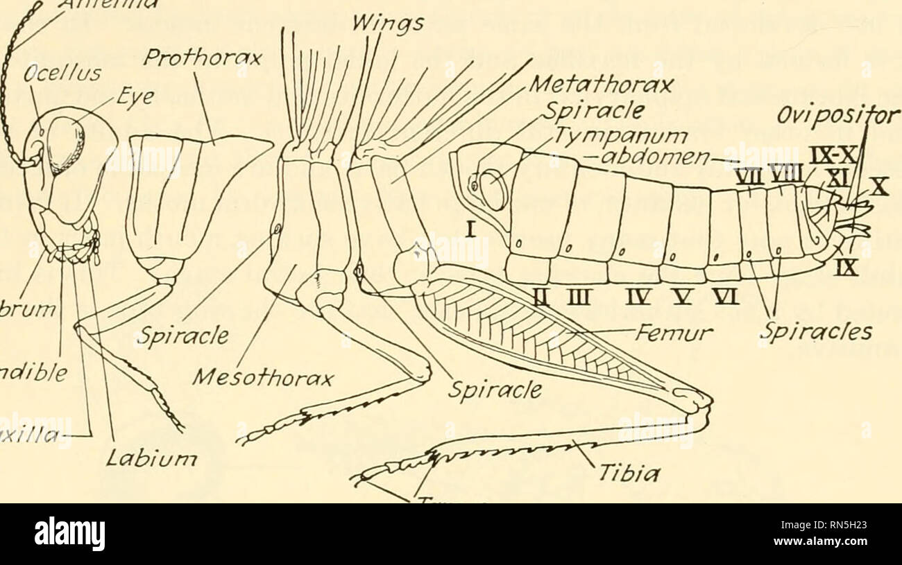 . Biologie der Tiere. Zoologie; Biologie. Klasse INSECTA 277 viele Segmente, variieren aber sehr stark in ihrer Länge und noch mehr in die Details von Form und Struktur. Sie tragen eine Vielzahl von Sinnesorganen, welche Antenne Wings. La brum Unterkiefer Oberkiefer Nr e: Y m Femur Atemlöcher Labium Schienbein? Tarsus Abb. 181.- Diagramm einer Heuschrecke mit Teilen des Körpers getrennt metameres und anderen Strukturen zu zeigen. Die Abdominal- metameres in reman Ziffern nummeriert. {Aus mehreren früheren Autoren geändert.) taktile, olfaktorische, oder akustisch in der Funktion. Der Unterschied in der Struktur der männlichen und weiblichen häufig Ser Stockfoto
