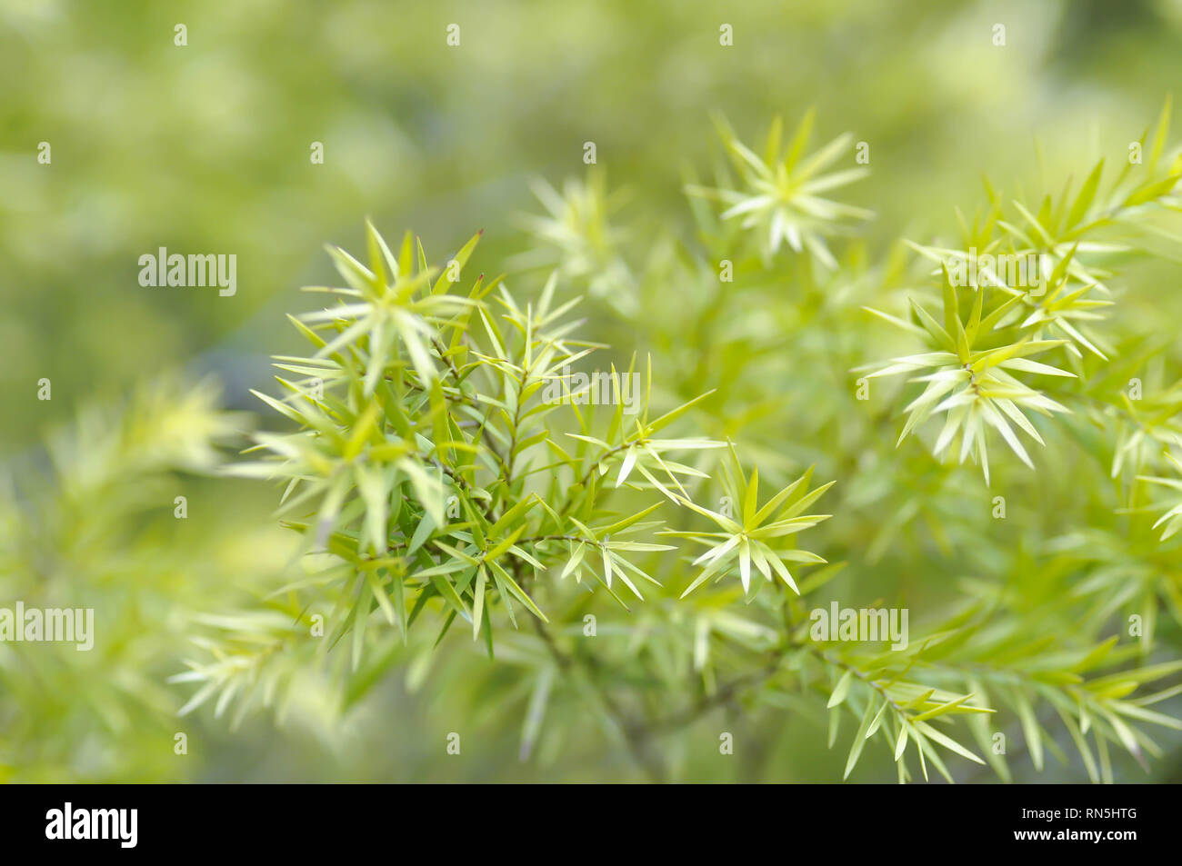 Fuchsschwanz farn -Fotos und -Bildmaterial in hoher Auflsung  Alamy