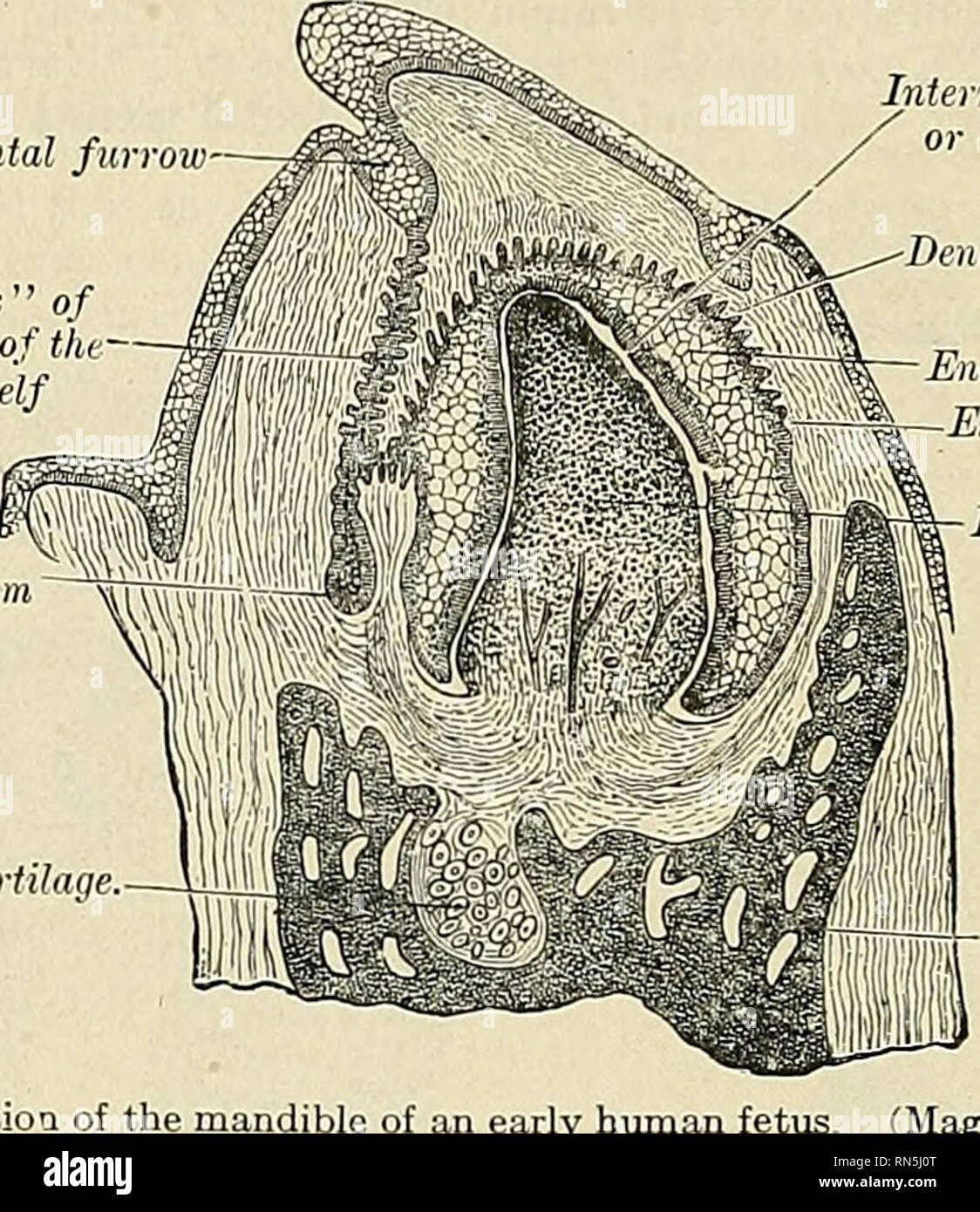 . Anatomie, beschreibende und angewendet werden. Anatomie. 1214 DIE ORGANE DER VERDAUUNG Gewebe unter. Das MESODERM an der Unterseite des Schmelzorgans kondensiert, und scheint den angrenzenden Teil des Zahnschmelzes germ in Richtung der Spitze der Orgel zu zwingen, produziert damit eine SAC-Struktur, das schmelzorgan; Letztere besteht nun aus drei Schichten, die äussere Schicht in Form von Spalten an, Mitte, Ganglion Retikulum und Inneren, Emaille-bildenden Zellen, die Membrana adamantina. Die papille Masse von Mesoderm, in das Schmelzorgan erstreckt, ist die zahnmedizinische Papille genannt. Zahnmedizinische furiow bleibt "NECH" des Schmelzorgans, oder der - Stockfoto