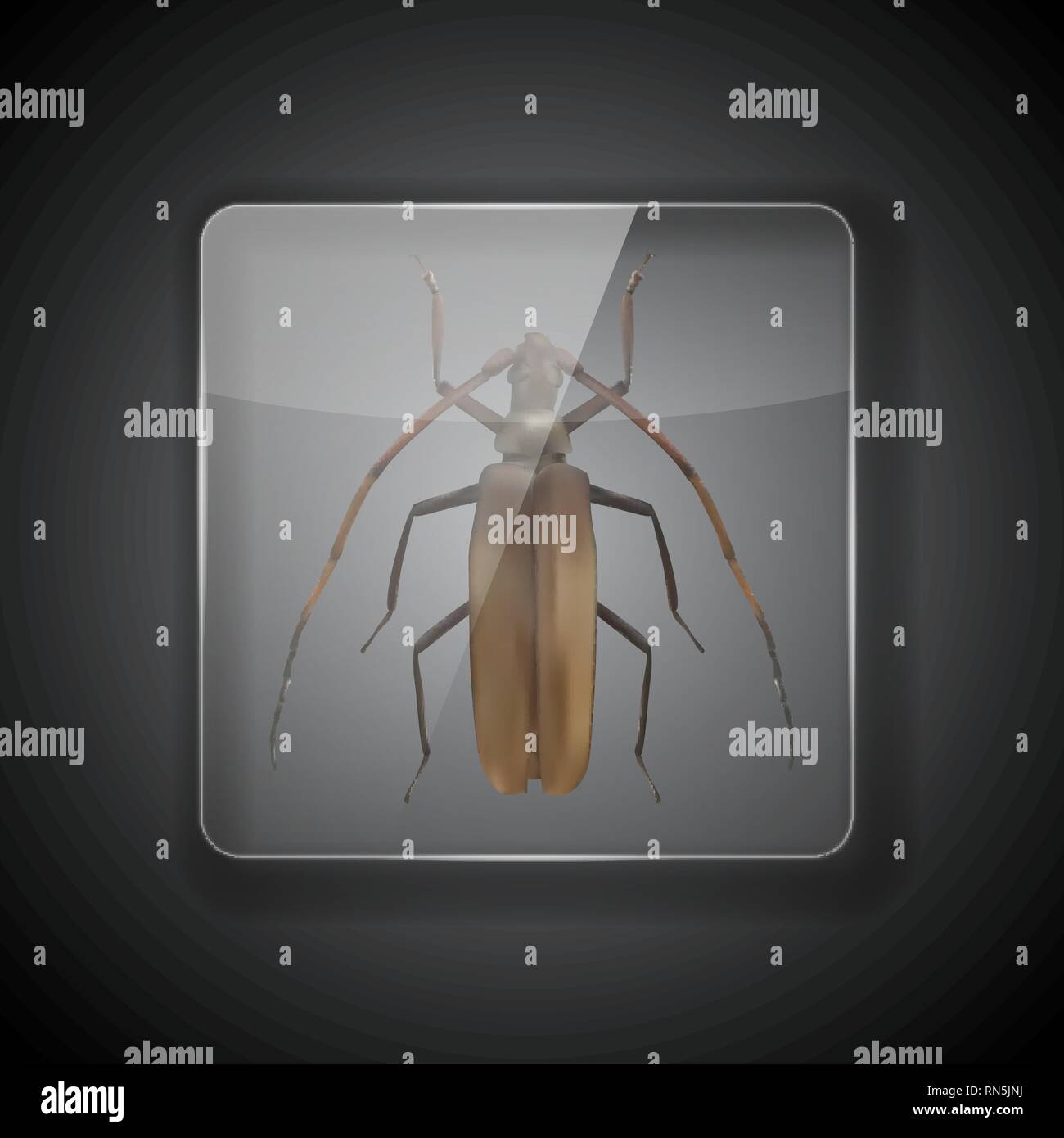 Rahmen aus Glas auf dunklem Hintergrund mit Langhaarigen Kakerlake, Bug. Vector Illustration. EPS 10. Stock Vektor