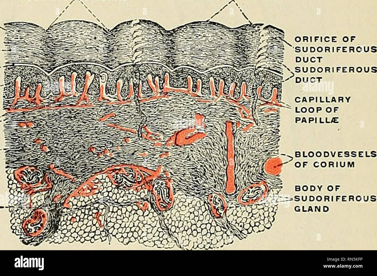 . Anatomie, beschreibende und angewendet werden. Anatomie. 1152 DIE ORGANE DER BESONDEREN SINN werden ständig abgerieben, und werden von den Zellen von der Mal-pighian Schicht, die in Keratin umgewandelt werden, da sie die Oberfläche Ansatz ersetzt. Die Malpighian Schicht (Stratum Malpighii) der Epidermis wird in f&Amp unterteilt; ur Layer, Benannte, von außen nach innen das Stratum lucidum, das Stratum granulosum, - das Stratum mucosum und das Stratum germinativum. S = ^w^^".<!" r fff Abb. 874.- Die Furchen der Haut und die Bereiche, in denen diese Furchen abzugrenzen, von einem Eindruck ot der dorsalen reproduziert Stockfoto