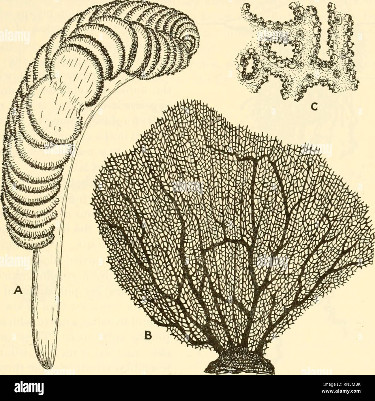 Biologie Der Tiere Zoologie Biologie Hohltiere Im Allgemeinen 149 Und Der Mesoglea Reflektiert Die Strahlen Des Lichts Mit Kristall Wie Klarheit Einige Jedoch Sind Wunderschon Gefarbt Und Einige Sind Stark
