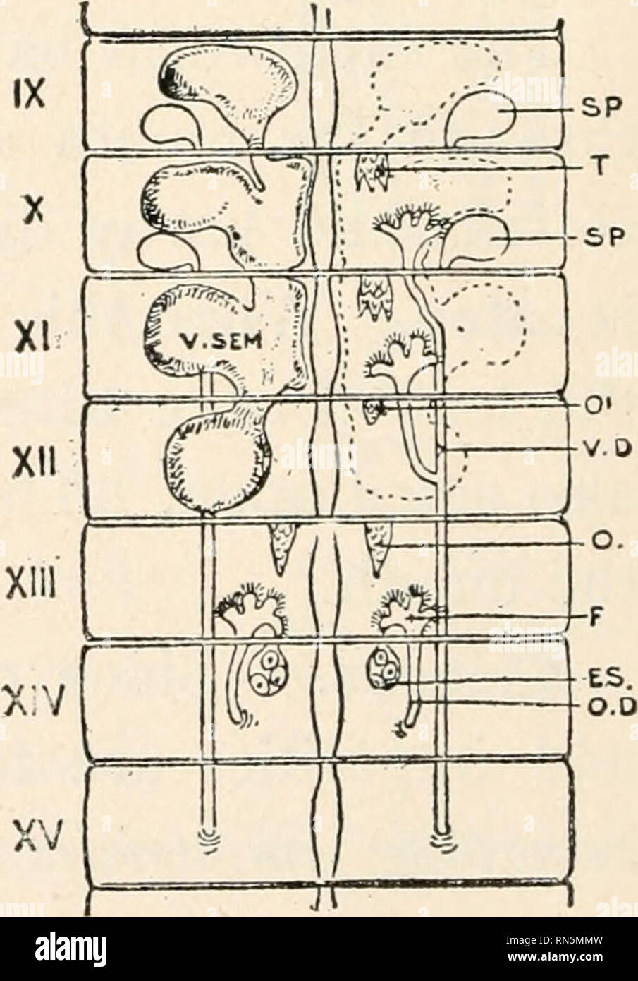 Biologie Der Tiere Menschliche Biologie Teile Ii Amp Iii Der Erste Kurs In Der Biologie Biologie Abb 76 Zwei Paar Nephridia In Einem Wurm Diagramm Ridium Besitzt Einen Inneren Offenen