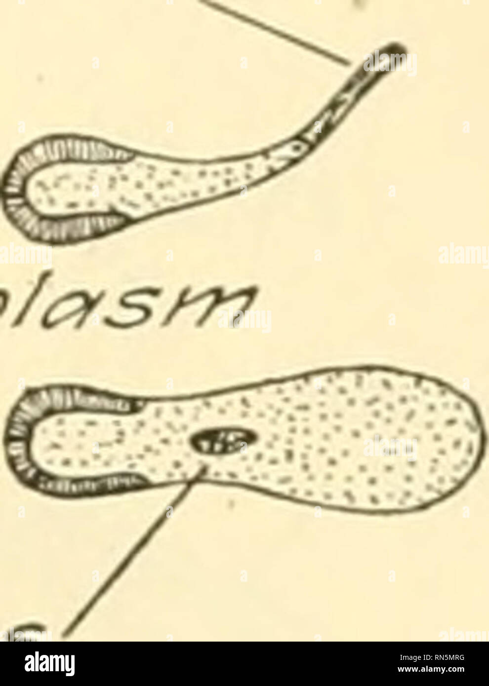 . Biologie der Tiere. Zoologie; Biologie. Scrrcop/i Wuc/EAS. Coni