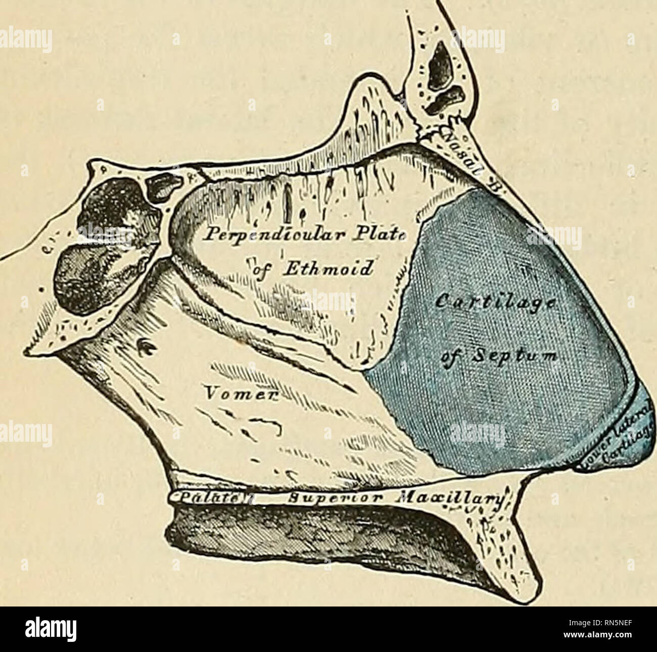 . Anatomie, beschreibende und angewendet werden. Anatomie. ? Cer