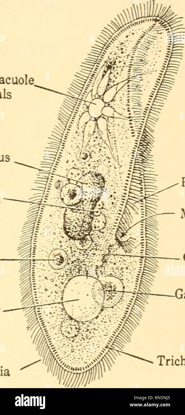 . Biologie der Tiere. Biologie; Zoologie; Physiologie. Übersicht von einzelligen Tiere 55 kontraktilen Vakuole, mit Kanälen Macronucleus Mikronuklei gastrischen Vakuole kontraktile Vakuole Zilien Peristome Mund, Speiseröhre astric Vakuole bilden zusammen den Kern der Zelle, und eine Art von physiologischen Arbeitsteilung des Chromatins Komplex dar. Aber es ist im Zytoplasma, die Spezialisierung ist unübersehbar. Es gibt nicht nur allgemeine Differenzierungen in Ektoplasma und endoplasm, aber diese Regionen haben auch lokale Spezialisierungen wie Tausende von Haar - wie, vibratile Zilien für loco-moti Stockfoto