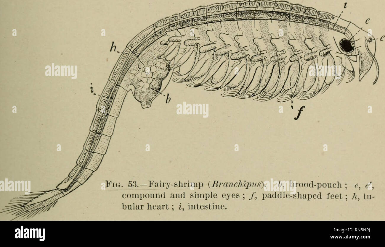Tier Formen Eine Zweite Buch Der Zoologie Zoologie Arthropoden Klasse Crustacea 95 Krebstiere Und In Mehreren Punkten Ahneln Den Angestammten Form Aus Der Alle Modernen Arten Abstammen Einige Fast Ahnliche Formen