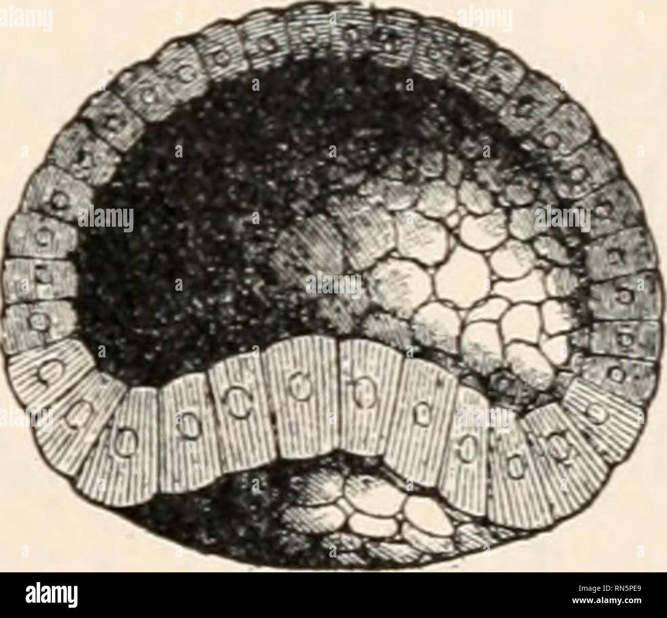 . Biologie der Tiere; Menschliche Biologie. Teile II &Amp; III der erste Kurs in der Biologie. Biologie. . Bitte beachten Sie, dass diese Bilder sind von der gescannten Seite Bilder, die digital für die Lesbarkeit verbessert haben mögen - Färbung und Aussehen dieser Abbildungen können nicht perfekt dem Original ähneln. extrahiert. Bailey, L. H. (Liberty Hyde), 1858-1954. New York, der Macmillan Co. Stockfoto