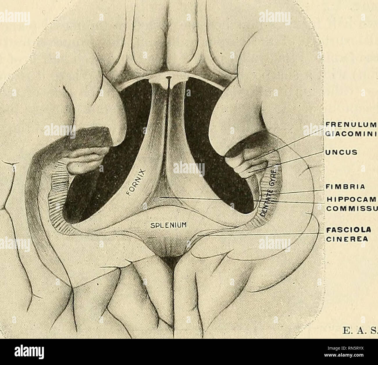 . Anatomie, beschreibende und angewendet werden. Anatomie. Der zerebralen Hemisphären 943 in Richtung des Corpus albicans; caudacl sie mehr weit auseinander. Die gepaarten unterschiedliche Teile sind jeweils die vorderen und hinteren Säulen der fornix genannt. Die Fasern jeder Hälfte fornix ergeben sich aus den Pyramidenzellen im Hippo-Campus, und der Kurs wird aus dieser Quelle zu den Enden in den Korpus zurückgeführt werden. POCAMPAL Abb. 704.- Die fornix, hippoc. ampal Commissure, sple n und Gyrus gyre von tiie basal Aspekt gesehen. albicans. Anfang zunächst als Schicht der weißen Substanz {alvevs) consti - tuting der Stockfoto