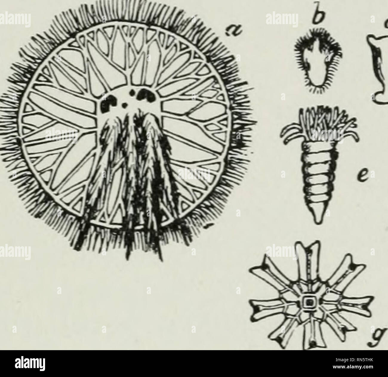 . Tier Aktivitäten: Ein erstes Buch in zoölogy. Zoologie; das Verhalten der Tiere. HYDRA UND CCELENTERATES. 135 etwas anders. Das Ei von einer dieser Medusa wächst in einen festen, mehr oder weniger Hydra-wie Form, die bei Fälligkeit horizontal teilt sich in eine Reihe von Untertasse - wie Festplatten. Diese schließlich weg brechen und werden die großen Gelee - Fische, die wir so häufig im Salzwasser (siehe Abb. 114) - Meer - Anemonen. In seiner zylindrischen Form, die Position von ihren Mund und Tentakeln, und in Besitz von Thread-. &Lt;ii}^ Abb. 114.- die Herkunft eines Scyphozoan Jelly-Fish (Medusa aurita). Ein, Erwachsene; b, c, d, e,/, g, früher St Stockfoto